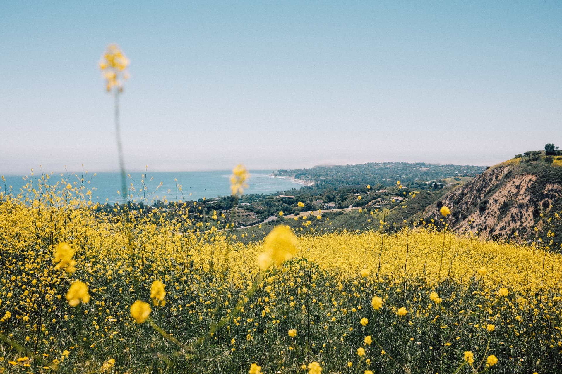 Wildflowers on the Point Dume headland with the ocean beyond